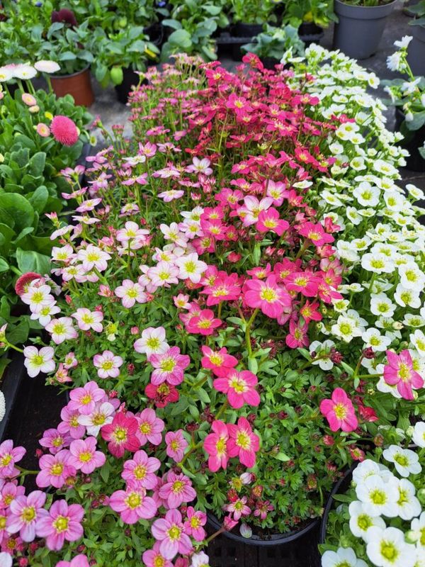 Kőtörőfű (Saxifraga)