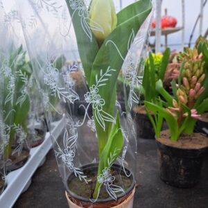 333255465_747071667030682_2172381713728771369_n