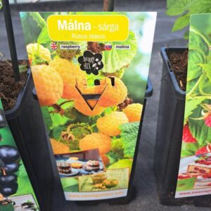 337066583_986043722384117_223002818095956655_n