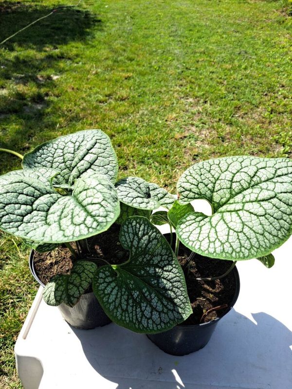 Kaukázusi nefelejcs (Brunnera macrophylla)