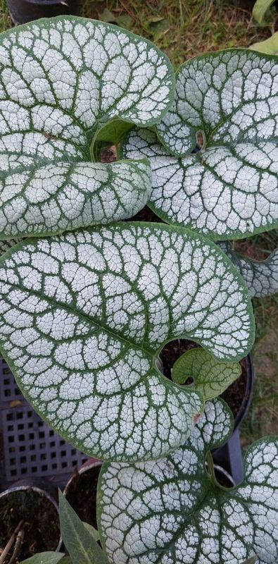 Kaukázusi nefelejcs (Brunnera macrophylla) - Image 2