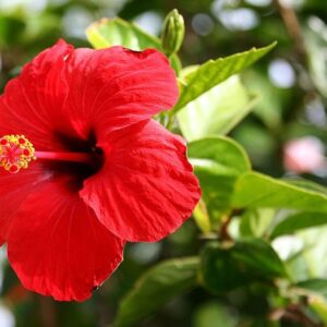 Hibiszkus_4