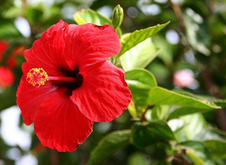 Hibiszkusz Hibiscus