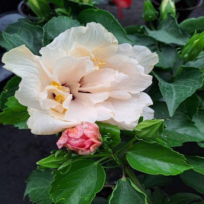 szobai_hibiszkusz_fehér_dupla