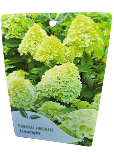 bugas_hortenzia_limelight