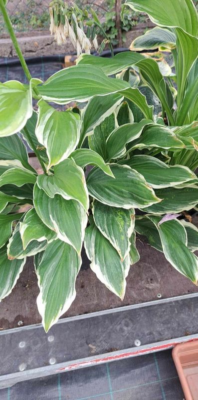 Árnyékliliom ( Hosta Albomarginata)