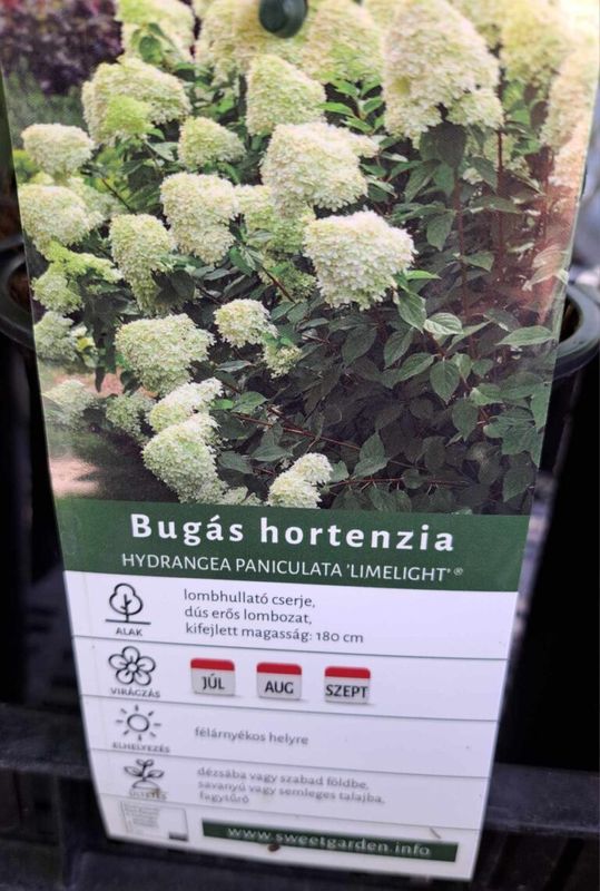 Bugás hortenzia Limelight - Image 4