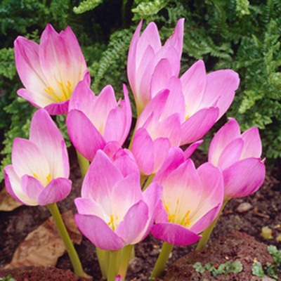 CROCUS – ZONATUS KOTSCHYANUS