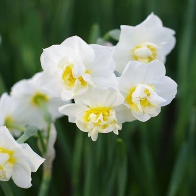 Nárcisz – CHEERFULNESS