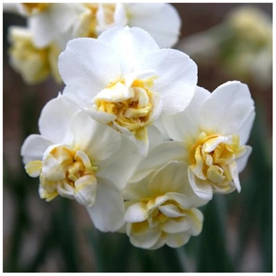 Nárcisz – CHEERFULNESS_2