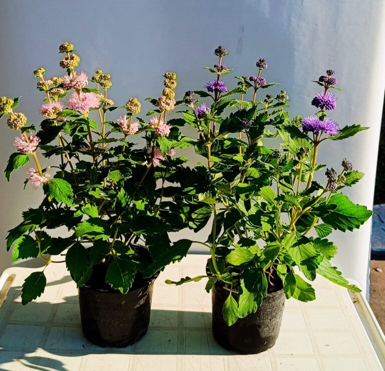 Kékszakáll ( Caryopteris incana 'Pavilon Pink' )