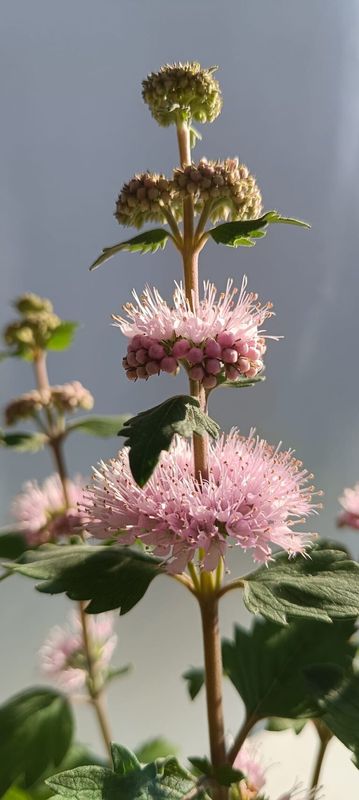 Kékszakáll ( Caryopteris incana 'Pavilon Pink' ) - Image 2