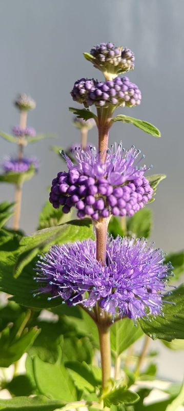 Kékszakáll ( Caryopteris incana 'Pavilon Blue' ) - Image 2