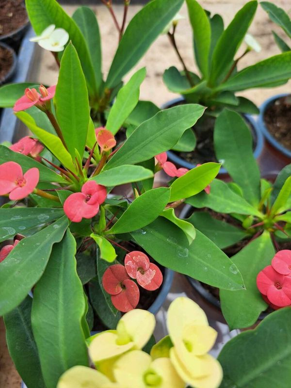 Pompás kutyatej (Euphorbia milii) - Image 2