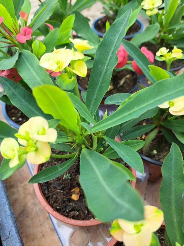 Pompás kutyatej (Euphorbia milii) - Image 3