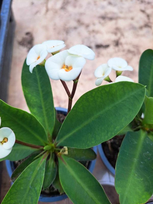 Pompás kutyatej (Euphorbia milii) - Image 4