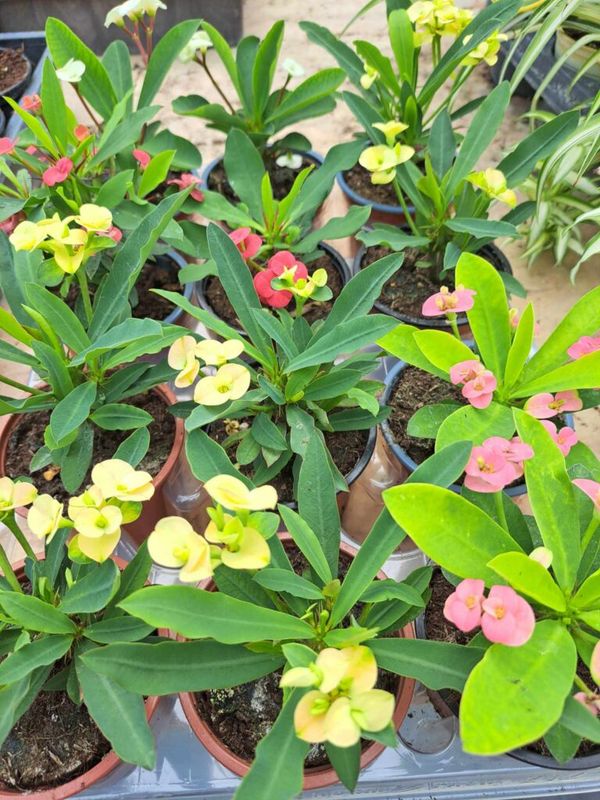 Pompás kutyatej (Euphorbia milii)