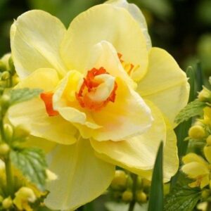 narcissus-tahiti_