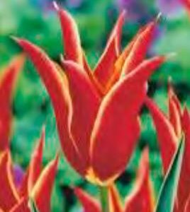 tulip_aladdin