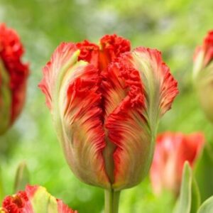 tulip_exotic_parot