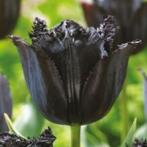 tulip_fringed_black