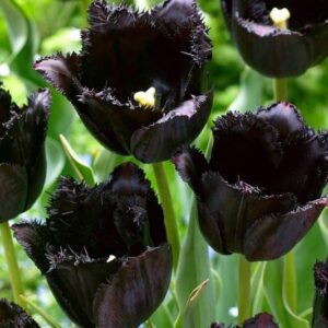 tulip_fringed_black_2