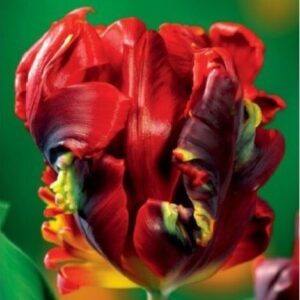 tulip_rococo