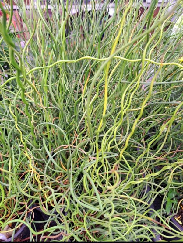 Csavart Szittyó (Juncus effusus Spiralis ) - Image 2