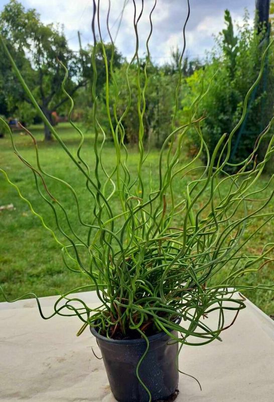Csavart Szittyó (Juncus effusus Spiralis )