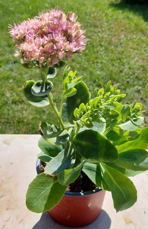 Varjúháj ( Sedum  )