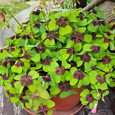 oxalis