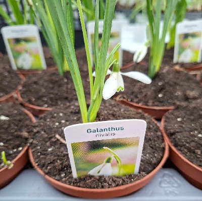 hóvirág_galanthus_nivalis