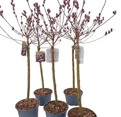 torzses_barka_rozsaszin