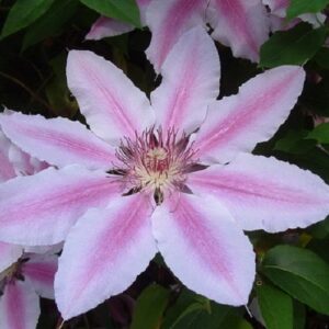 Clematis Nelly Moser Klemátisz Iszalag rózsaszín tarka virágú