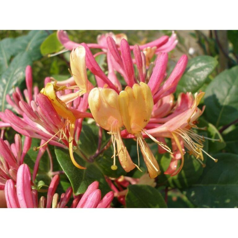 Kúszólonc ( Lonicera x heckrottii ) - Image 2