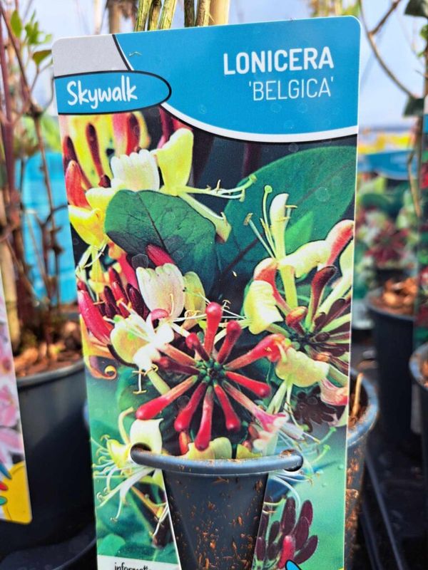 Búboslonc ( Lonicera periclymenum 'Belgica' )