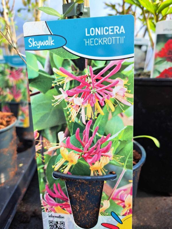 Kúszólonc ( Lonicera x heckrottii )