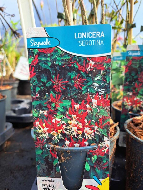 Kúszólonc ( Lonicera periclymenum ‘Serotina )