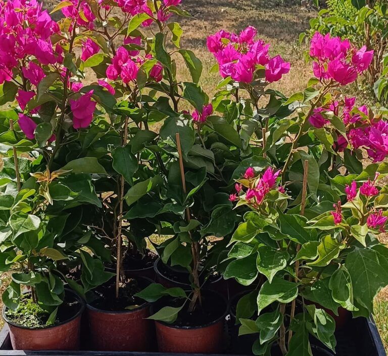 Murvafürt  ( Bougainvillea ) - Image 2