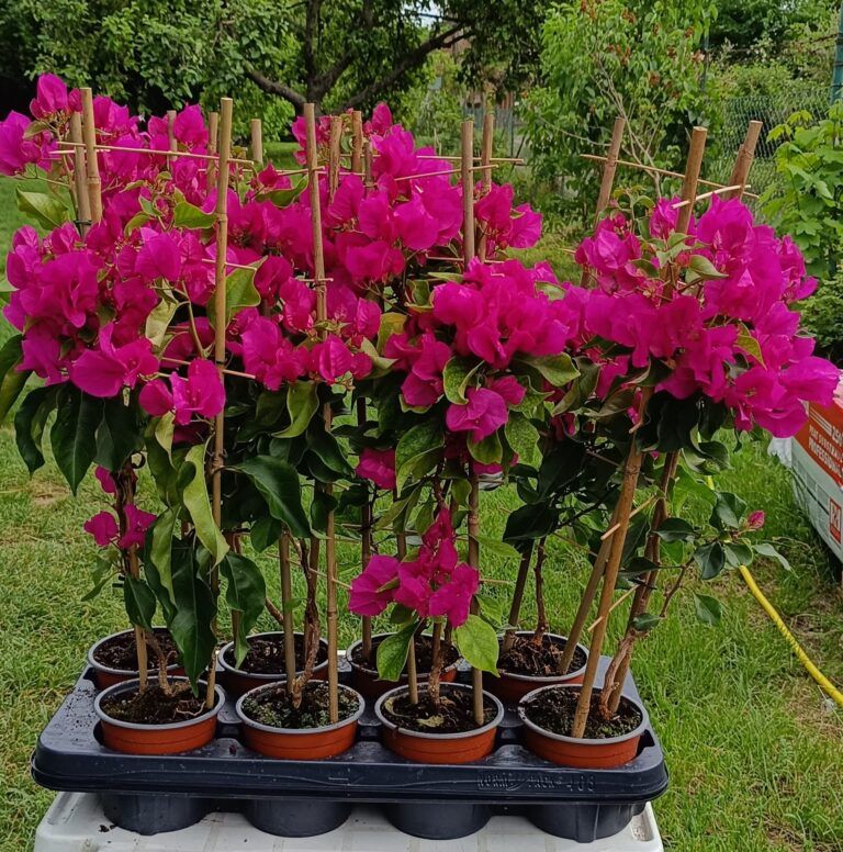 Murvafürt  ( Bougainvillea )