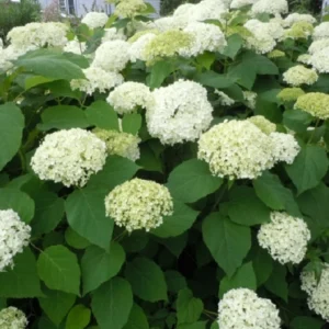 Hydrangea_Arborescens_Annabelle_Feher_gomb_viragu_hortenzia.jpg
