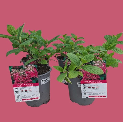 bugás_hortenzia_wims_red