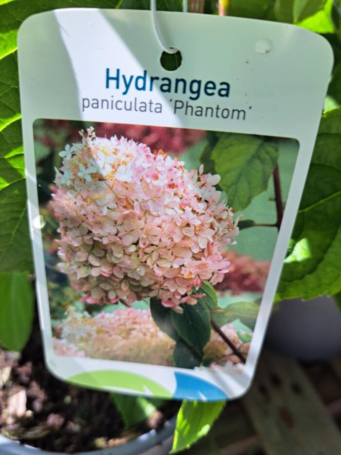 Bugás hortenzia. / Hydrangea paniculata 'Phantom / - Image 3