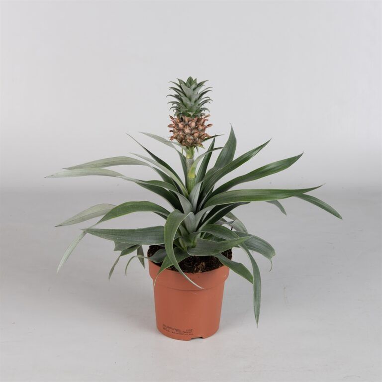 Díszananász ( Ananas Mi Amigo )