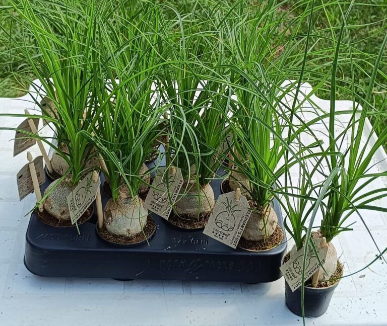 Elefántláb ( Beaucarnea recurvata )