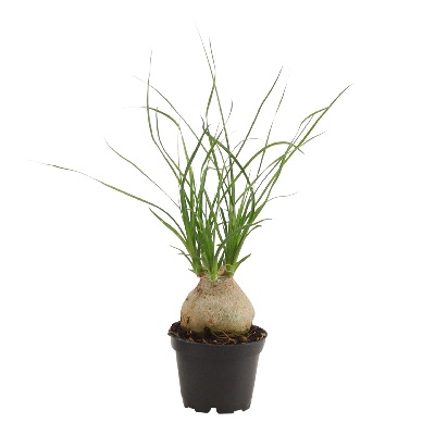 nolina_recurvata_kicsi