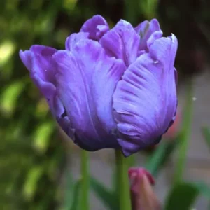 Blue Parrot tulipán.jpg