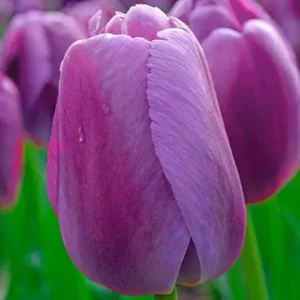 Darwin Tulipán – PURPLE PRIDE.jpg