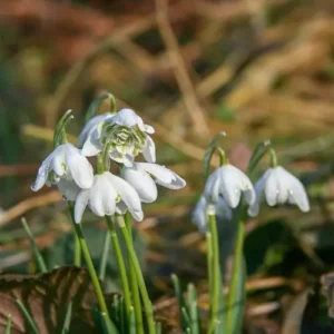 Double-Snowdrop.jpg