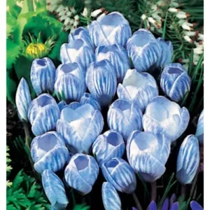 Nagyvirágú krókusz – SKY BLUE.jpg